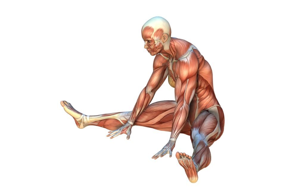 Какие мышцы наиболее развиты. Поперечная растяжка сидя. Растяжка анатомия Мем. Польза гибкости. К вечеру мышцы успокоятся.