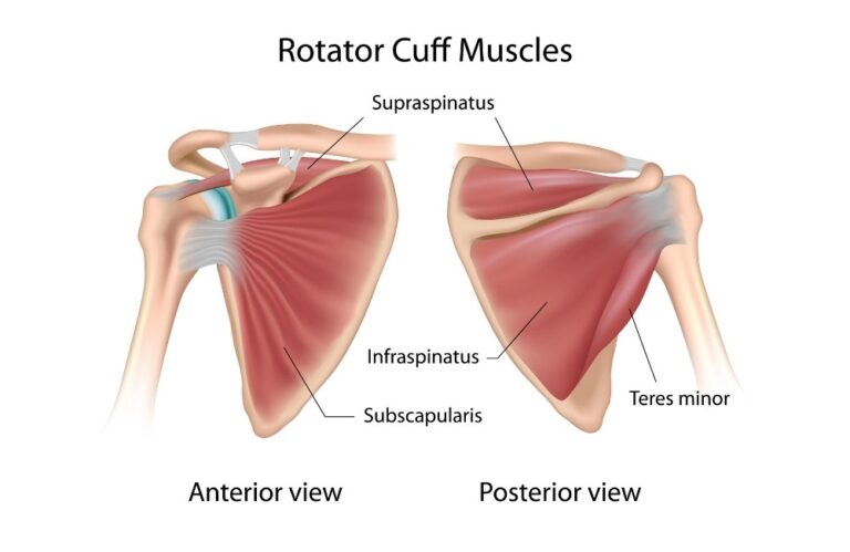 Puddle Cuff Rotator Cuff Injuries Can Be Devastating, Here Are 5 Best Exercises To ...