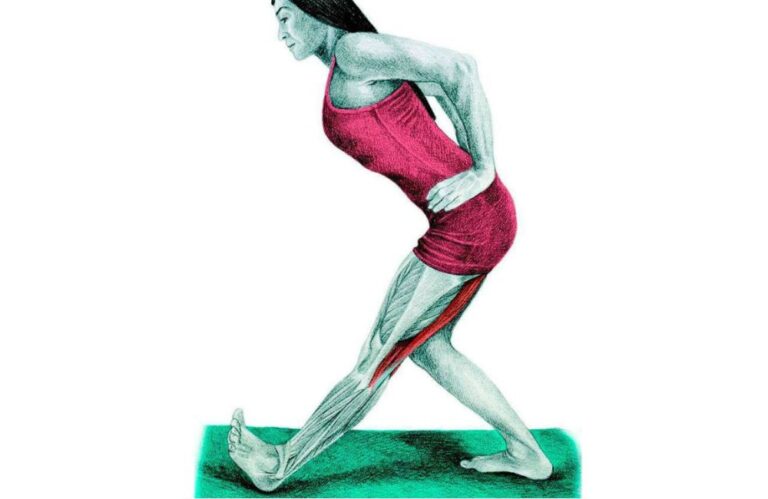 30+ Muscle Diagrams That'll Teach You How To Stretch Every Body Part