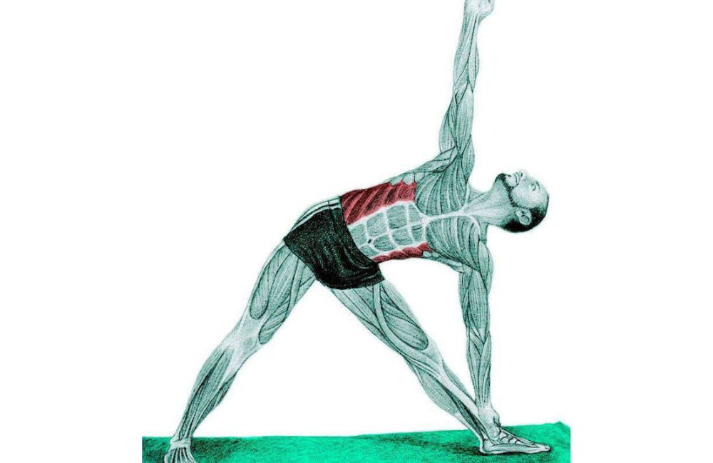 Triangle Stretch - stretching muscle diagram