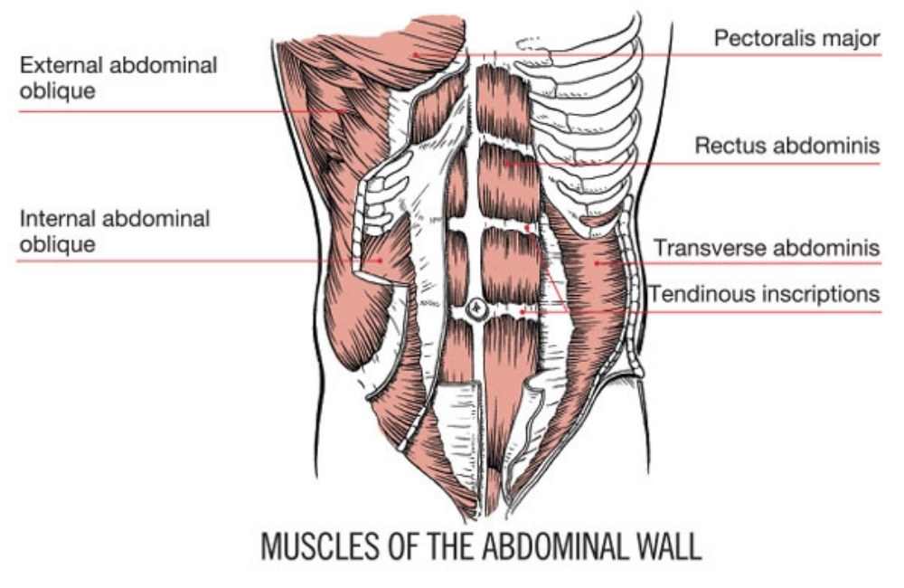 Your Abdominal Anatomy
