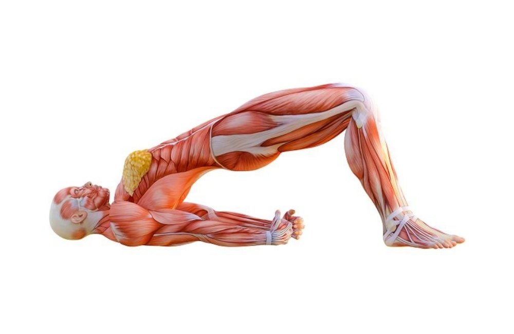 best back stretches