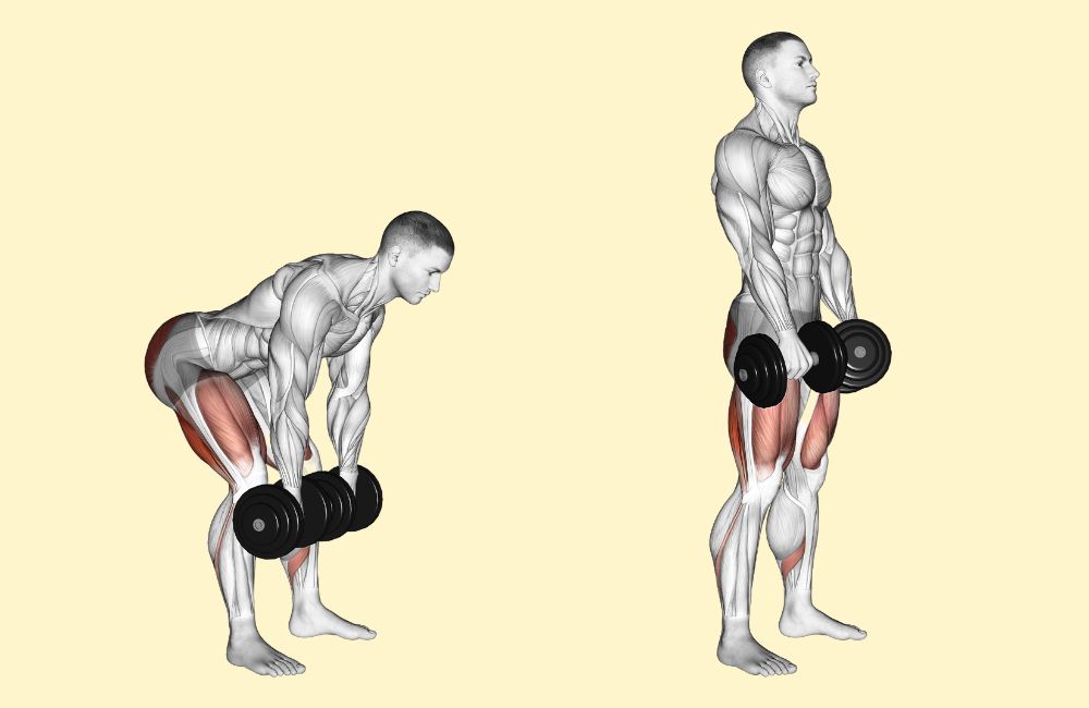 Dumbbell Exercises Muscle Groups