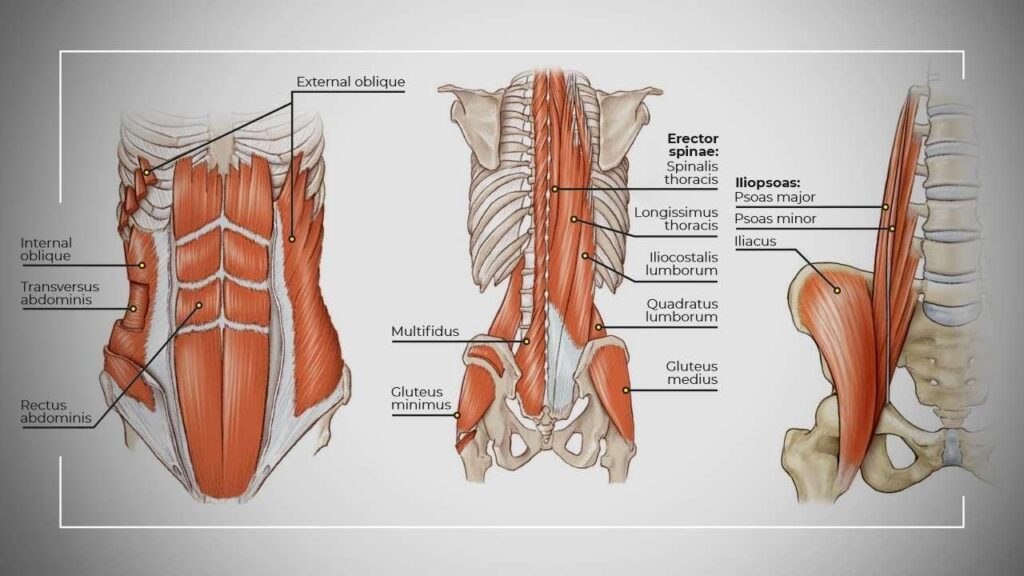 Understanding Your Core Muscles and Their Function (Chart)