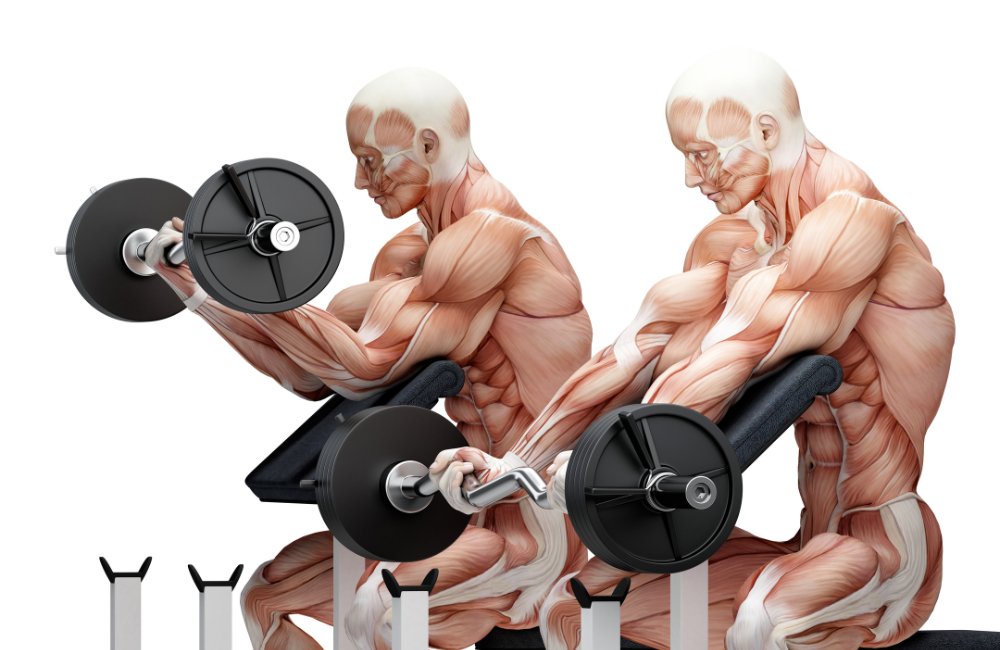 Arm exercises to build stronger and more defined biceps and triceps