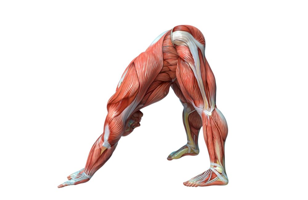Best Flexibility and Mobility Exercises