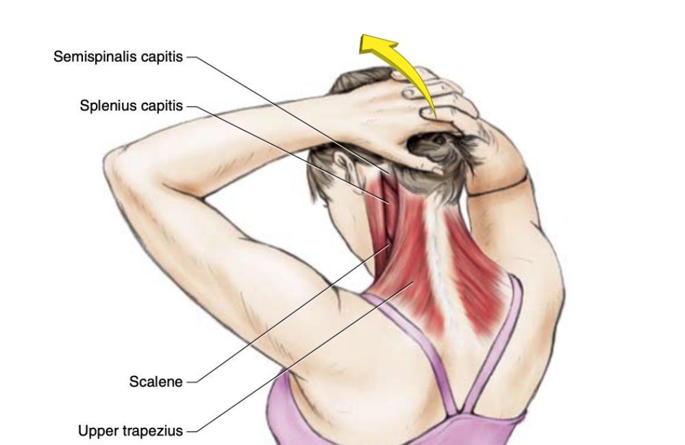 Neck and shoulder stretches