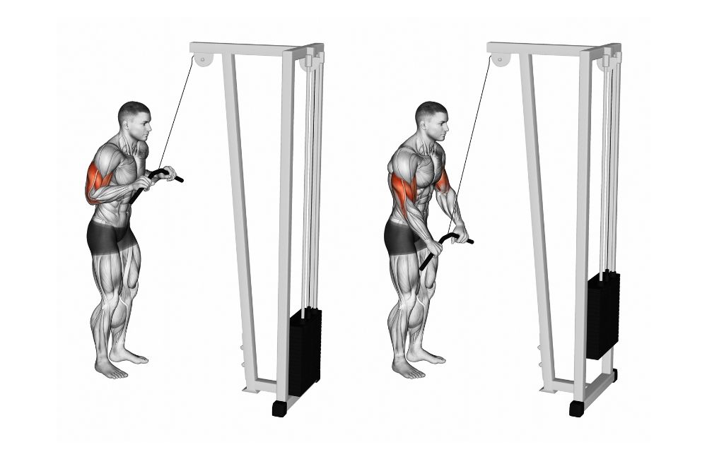 Cable Triceps Pushdown