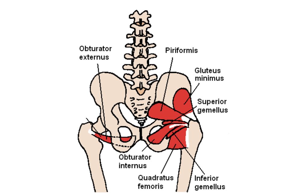 The Hip Muscles
