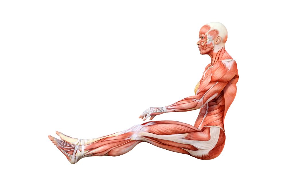 Standing Double Hamstring Stretch