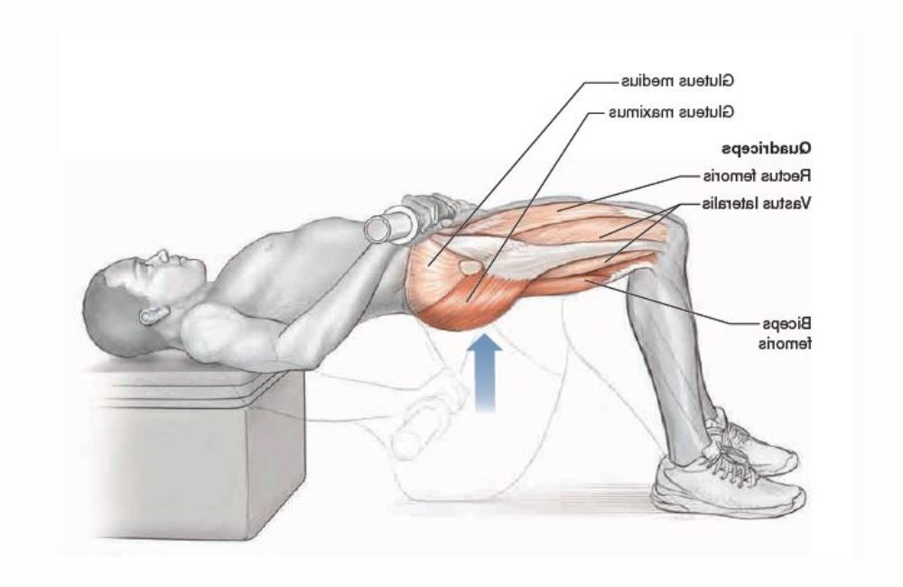 Muscles Worked by Hip Thrusts