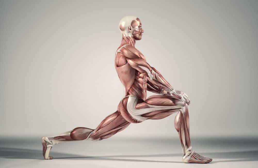 The Benefits of Hip Mobility Stretches